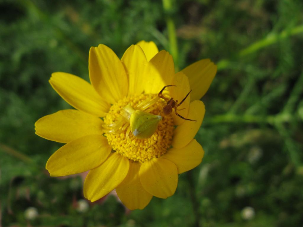 coppia di Tomisus onustus - Palombara (RM)